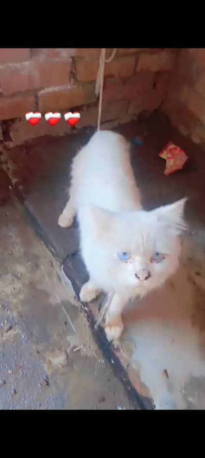 white collar bellow eyes long coot