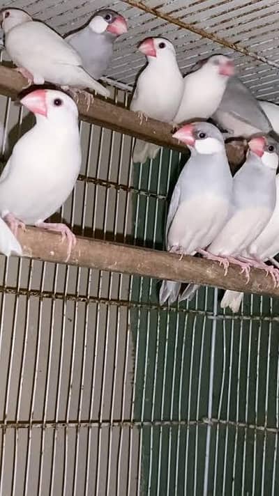 java finches white grey and silver