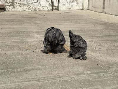 Bantam Pair For Sale