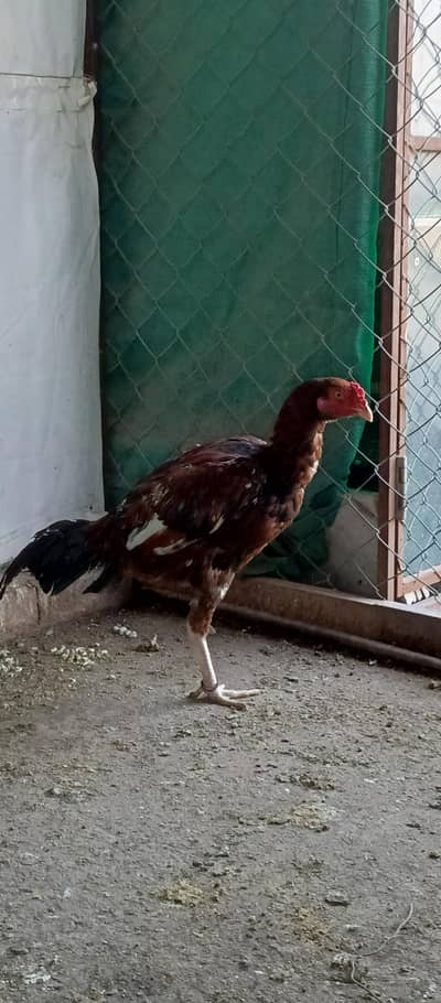 aseel male for sale home breed ha azan da rha or cross b kar rha ya