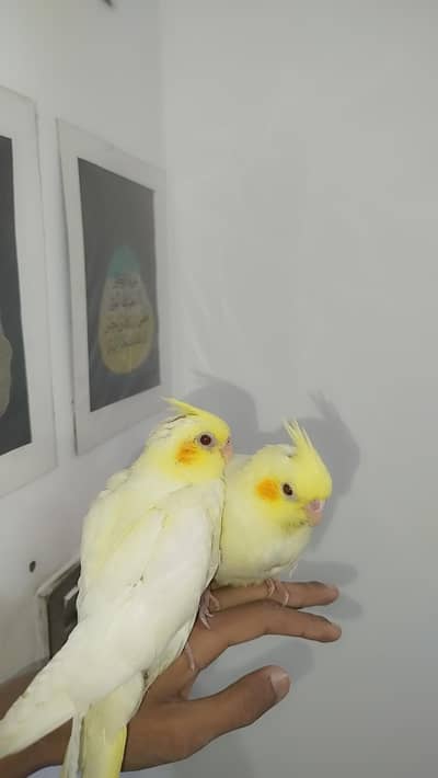 Semi Flytamed+ Proper Handtamed No Bite Cocktail Common White For Sale