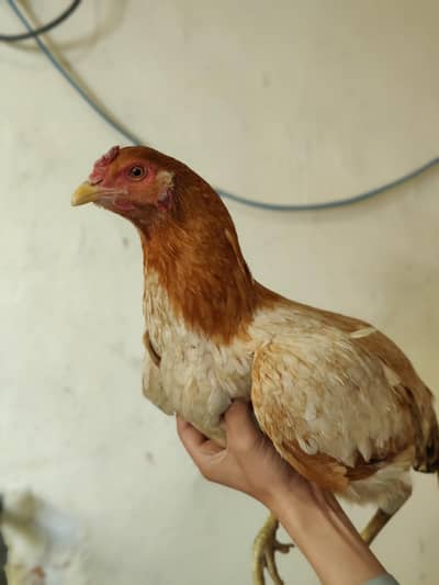 HEN AVAILABLE