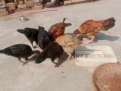 female hen with 8 chicks