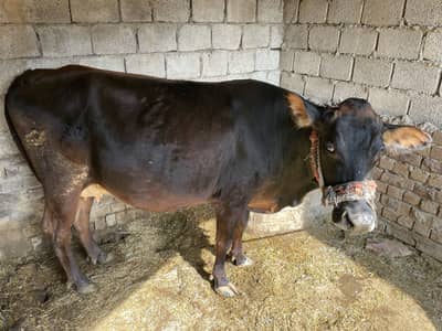 Jersey cow for sale