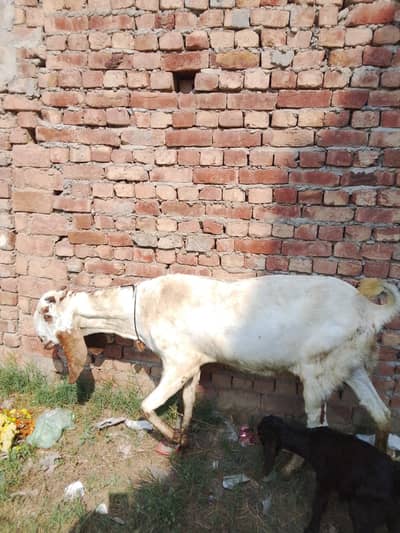 Pure Desi Goat – Fresh & Active – Urgent Sale