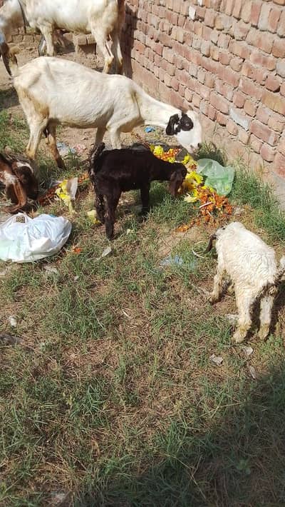 Pure Desi Goat – Fresh & Active – Urgent Sale