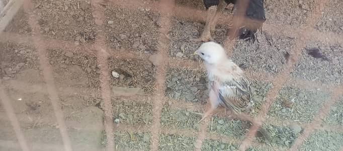 2 Aseel Chicks 1 month old