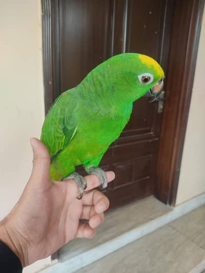 Yellow Headed Amazon Parrot