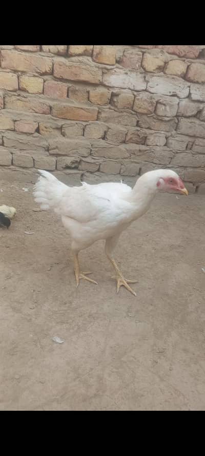 Hens 3 check s shok ki he