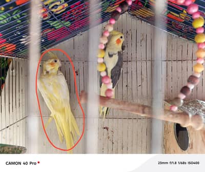 coctail + Australian parrot 