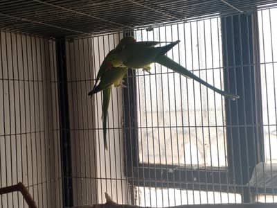 Parrot pair