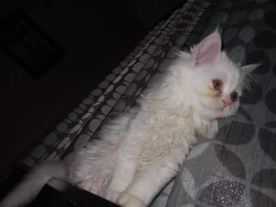 persian kitten