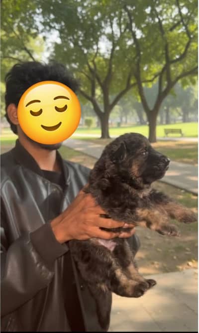 Proper/ Full Long Coat German shepherd Puppy/ Black & Tan