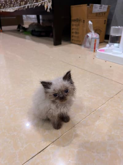 Himalayan cat for sell