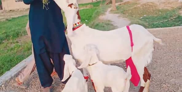 3 Bacchon Ka Sath Desi Bakri For Sale/ 03147608930