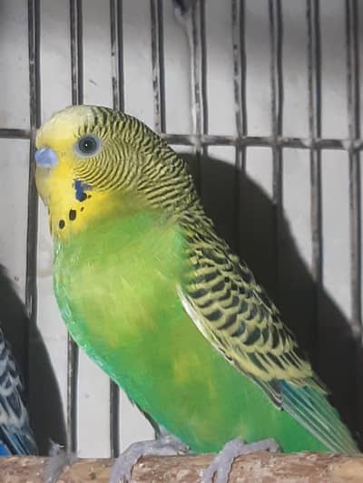 bairi stalion male parrot for sale