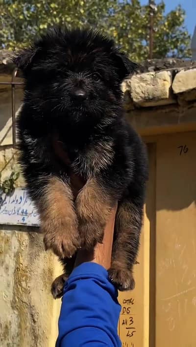 Pedigree Puppies Available for Rehoming