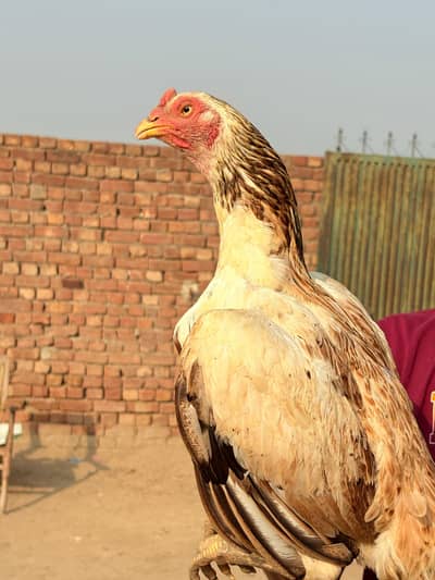 Aseel murga for sale