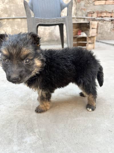 Puppy to sell mix breed of belgium and german. Original breed pure