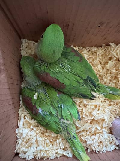 Pure Kashmiri Raw chicks