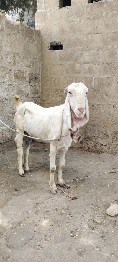 gulabi nasal mah beti