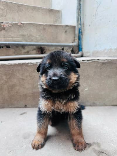 German shepherd male and female puppies