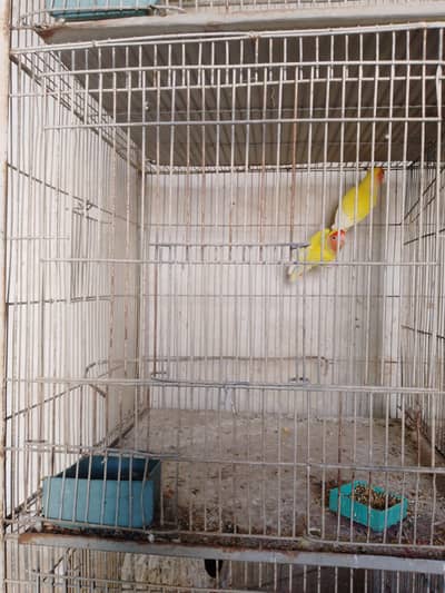 6 pair with 5 box cage