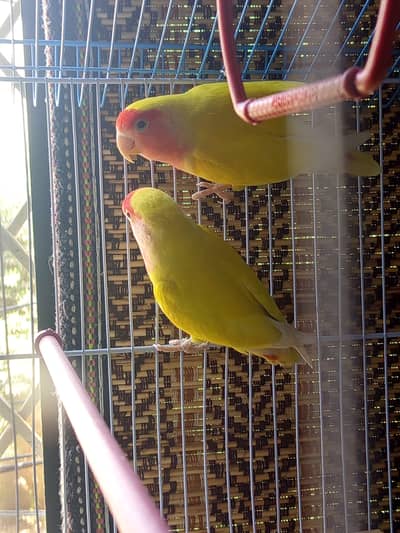 1 pair lutino Male female with New cage