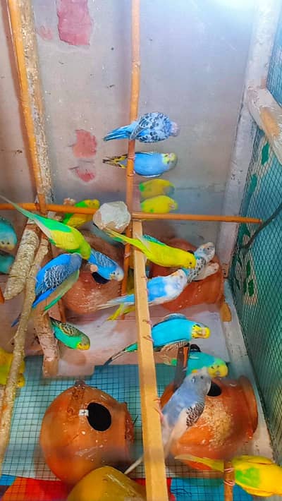 Budgie Love Bird 03008658689 Australian Parrot