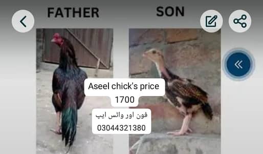 aseel chicks| lasani madi|jawa aseel murgha |only for sale in lahore