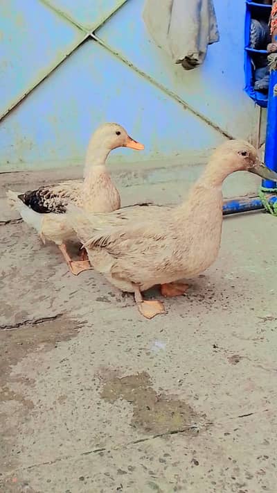 03036068703 ducks pair urgent for sale pair dono ke pair 3000