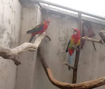 Golden mantle and Red rosella