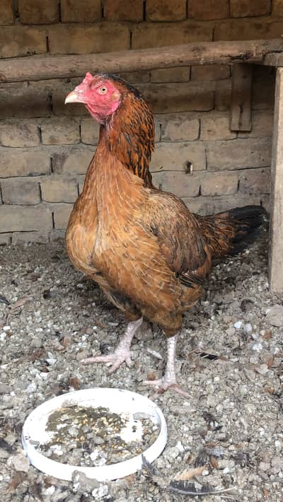 Pure desi murgi, 3 kg wait, approximately