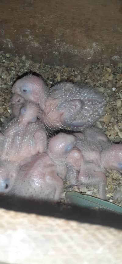 pineaple cunoure chiks  03081250912