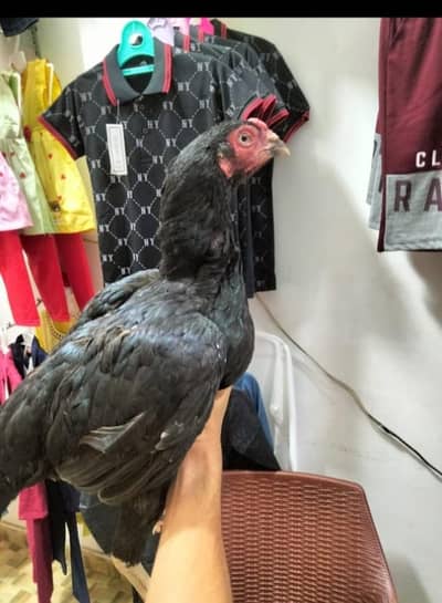 Mianwali mushqi female for sale