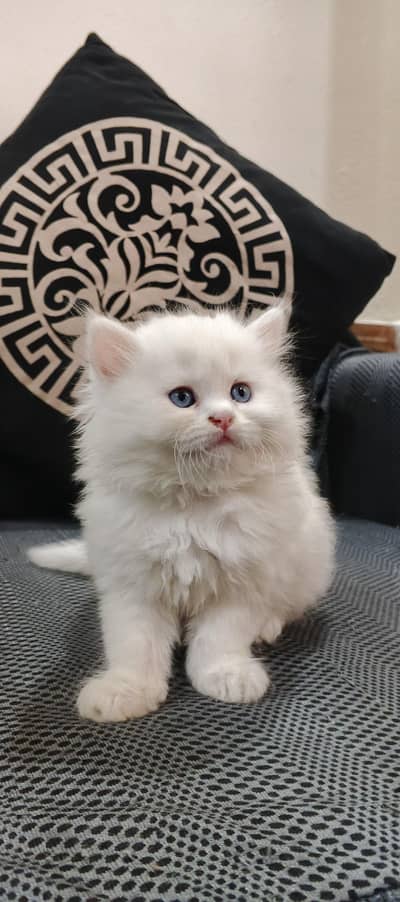 Persian Cat kittens