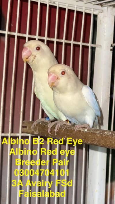 breader 101% love birds and cocktails pairs.