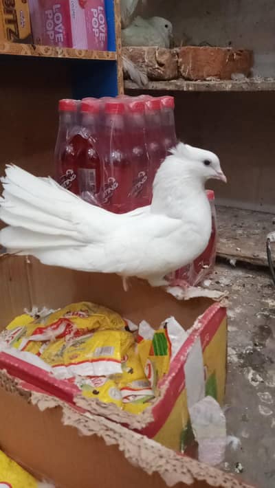 Urgent sale krny h bhai logggggggg