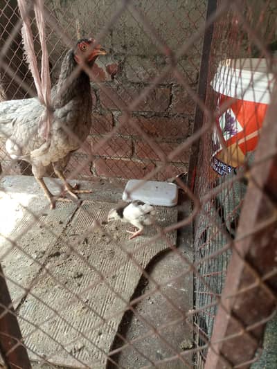 aseel hens with  chicks