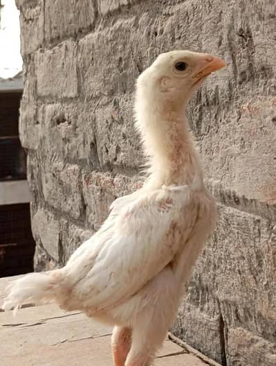 king shamu chicks l for sale