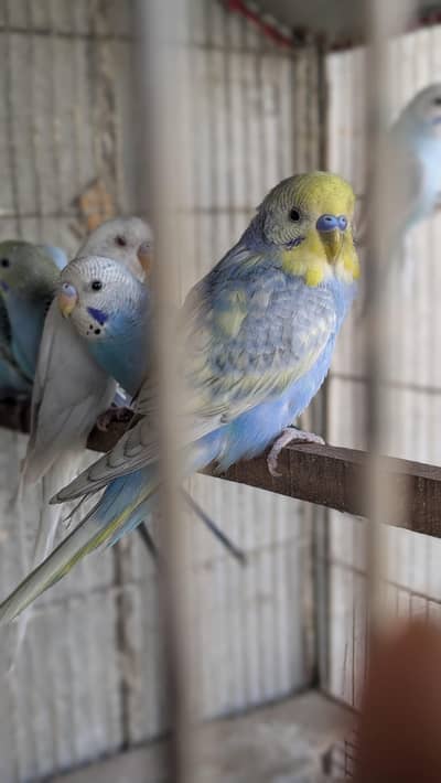 Raimbow and split pathe