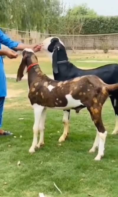 2 Bakre Urgent For Sale # 03147608930