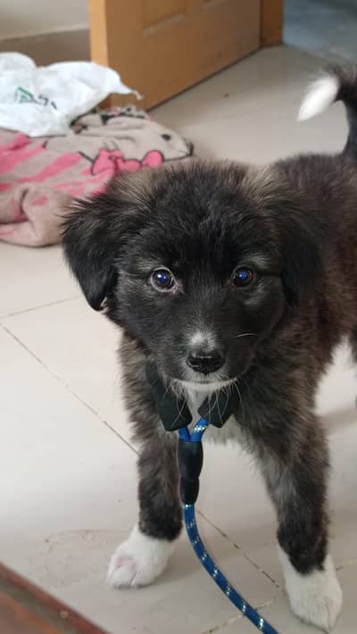 dog for sale Karachi