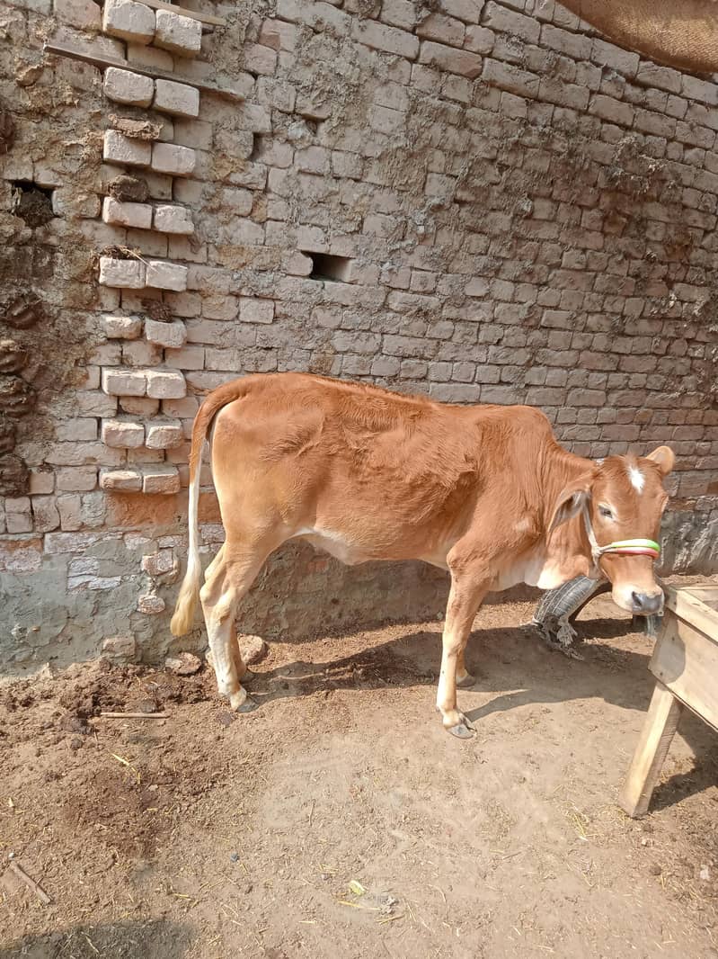 ایک عدد صحت مند گاۓ کی بچھڑی فارسیل ھے 0