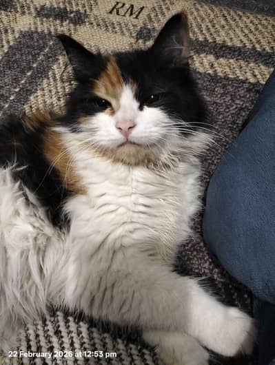 Persian Female cat