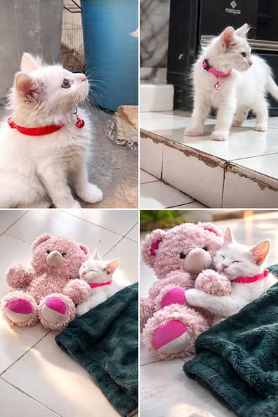 Persian White Doll Face Kittens