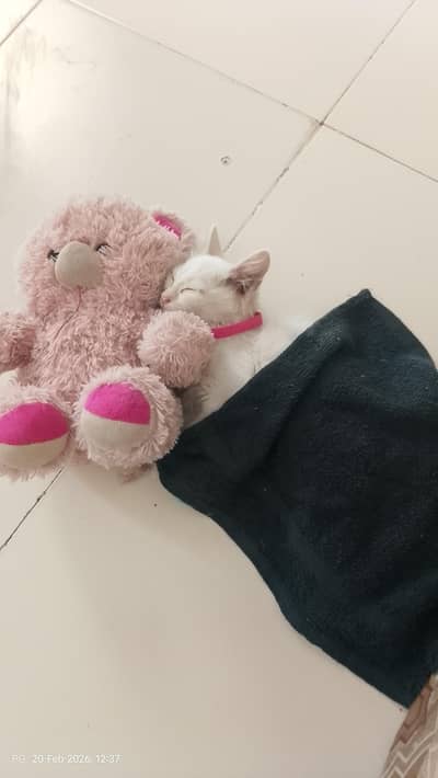 Persian White Doll Face Kittens