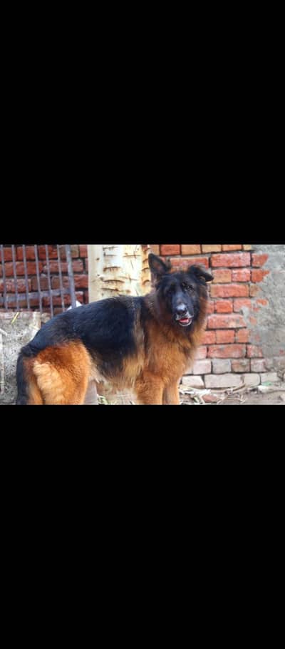 German shepherd Black Mask female