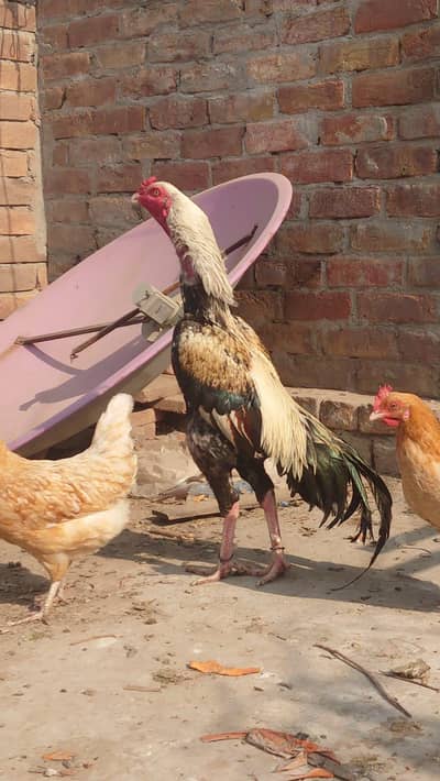 aseel breeder for sale exchange possible