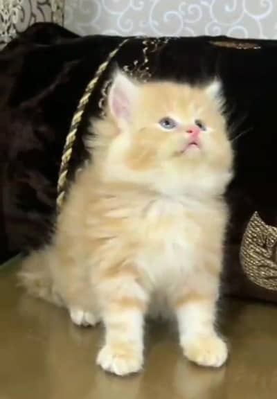 Persian Cats & Kittens for Sale may WhatsApp 03126762031